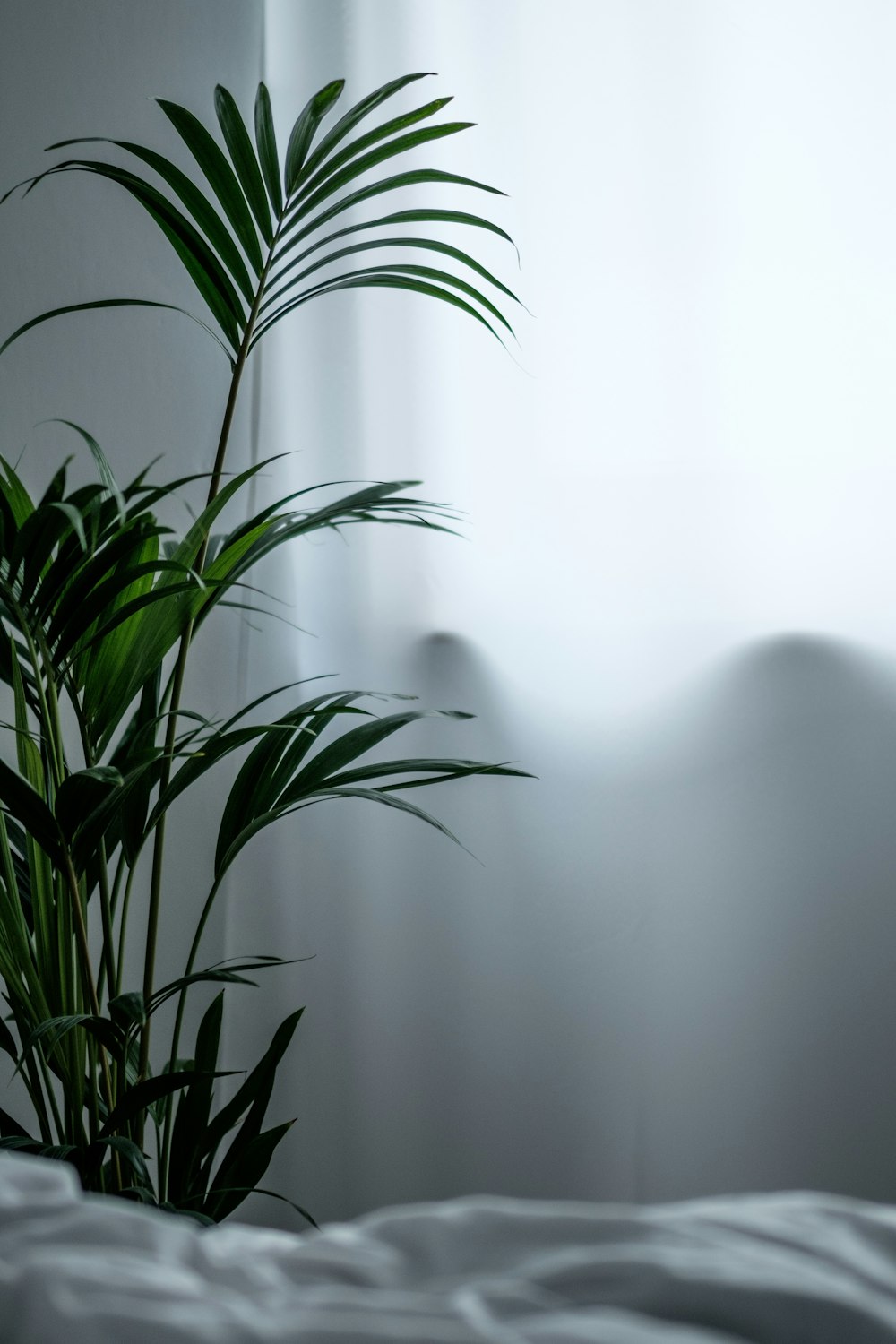 green plant on white wall