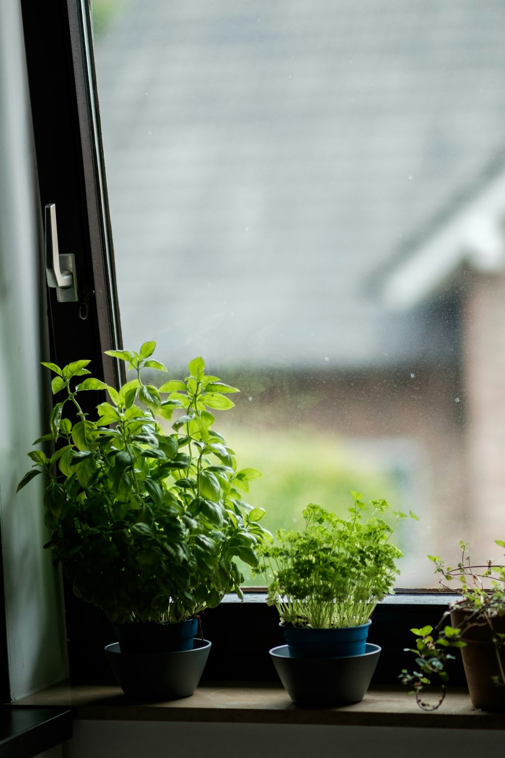 green plant beside glass window