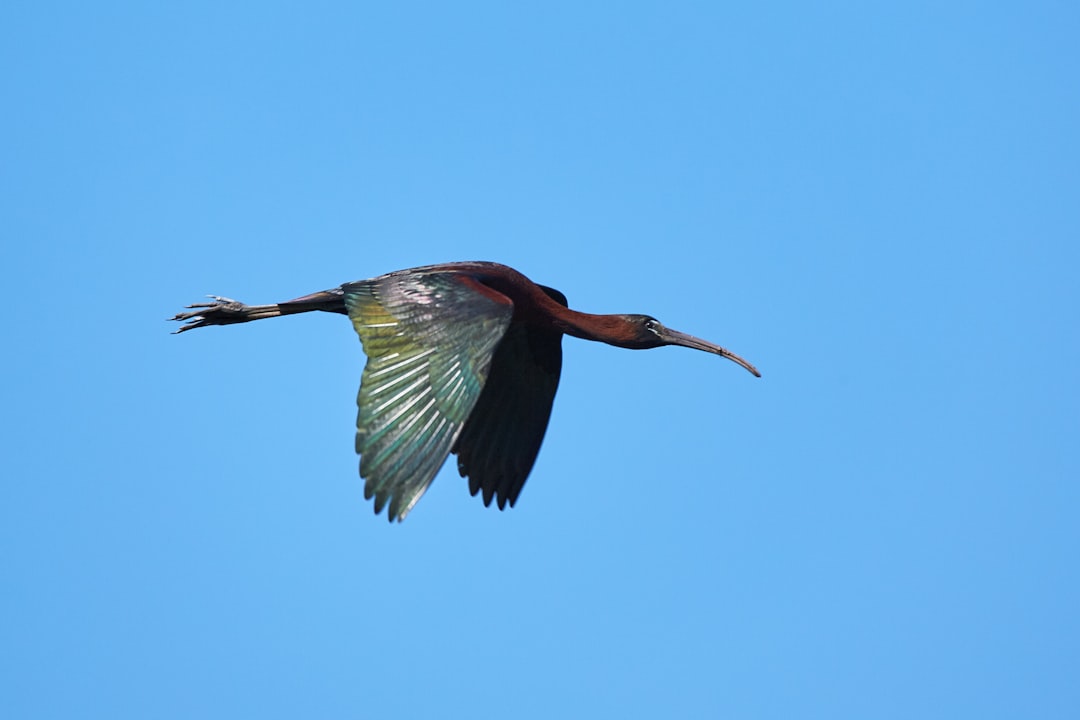 red and green long beak bird flying during daytime