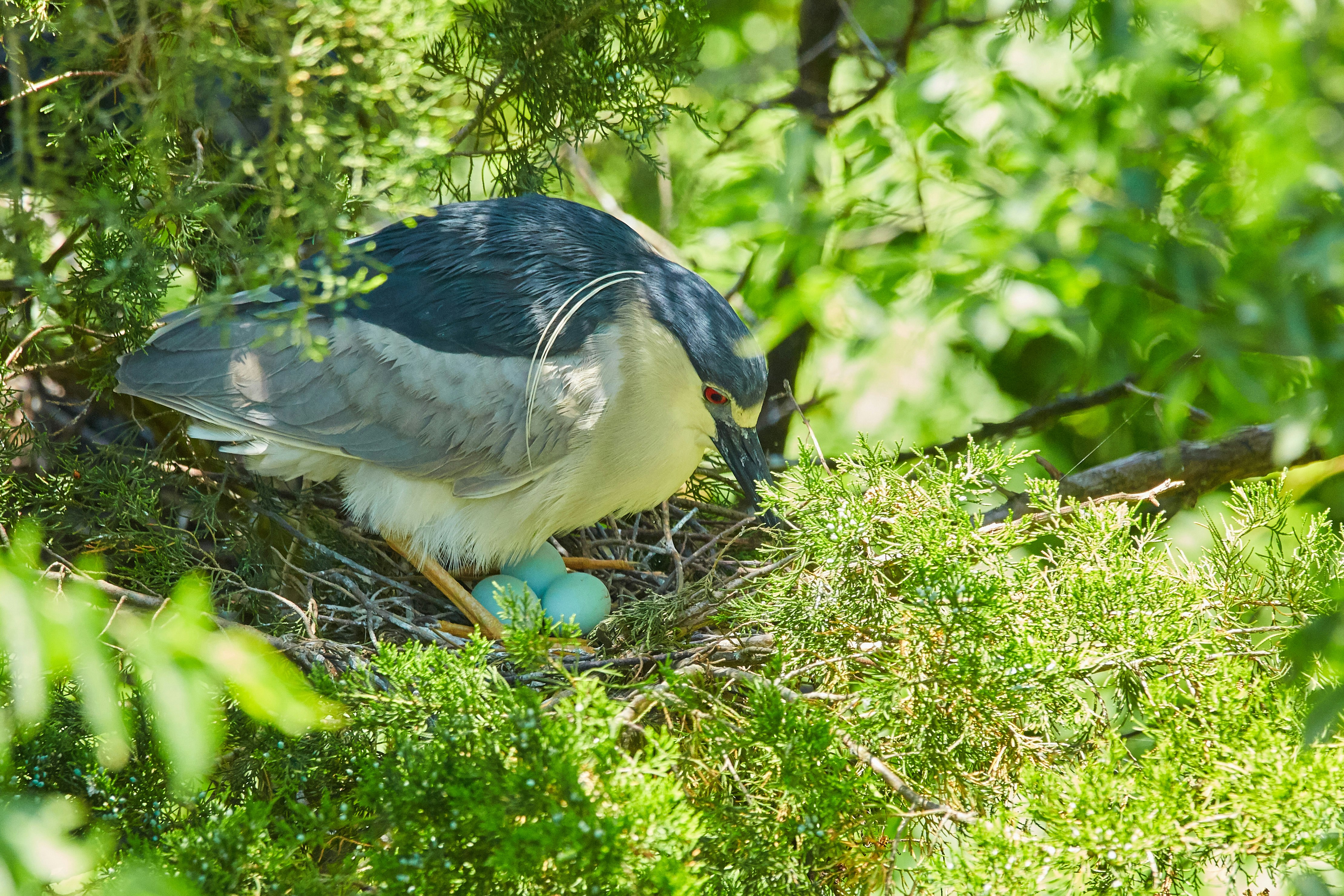 blue and white bird on green grass during daytime