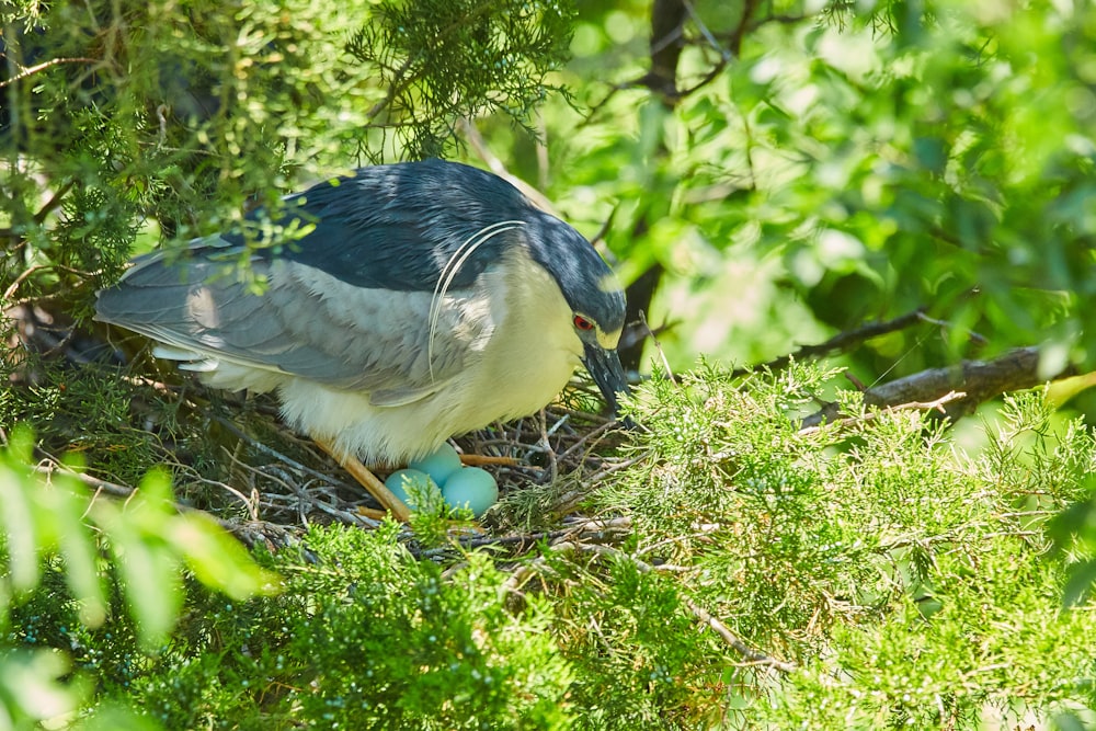 blue and white bird on green grass during daytime