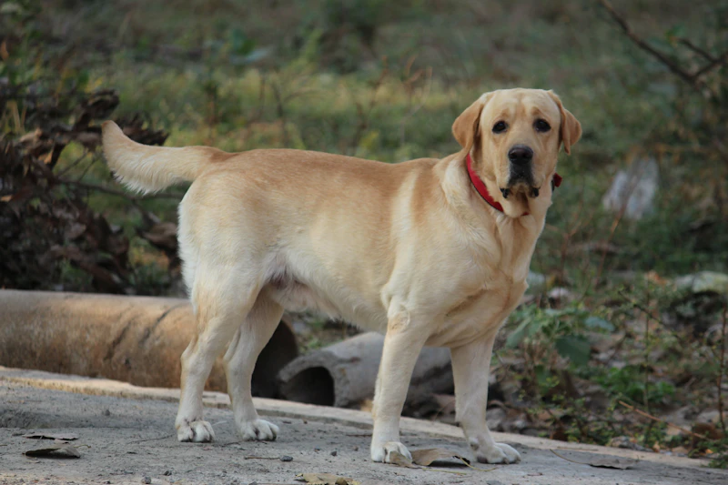 Bodie, a yellow Labrador male with a red collar, standing on a path at the edge of woodland