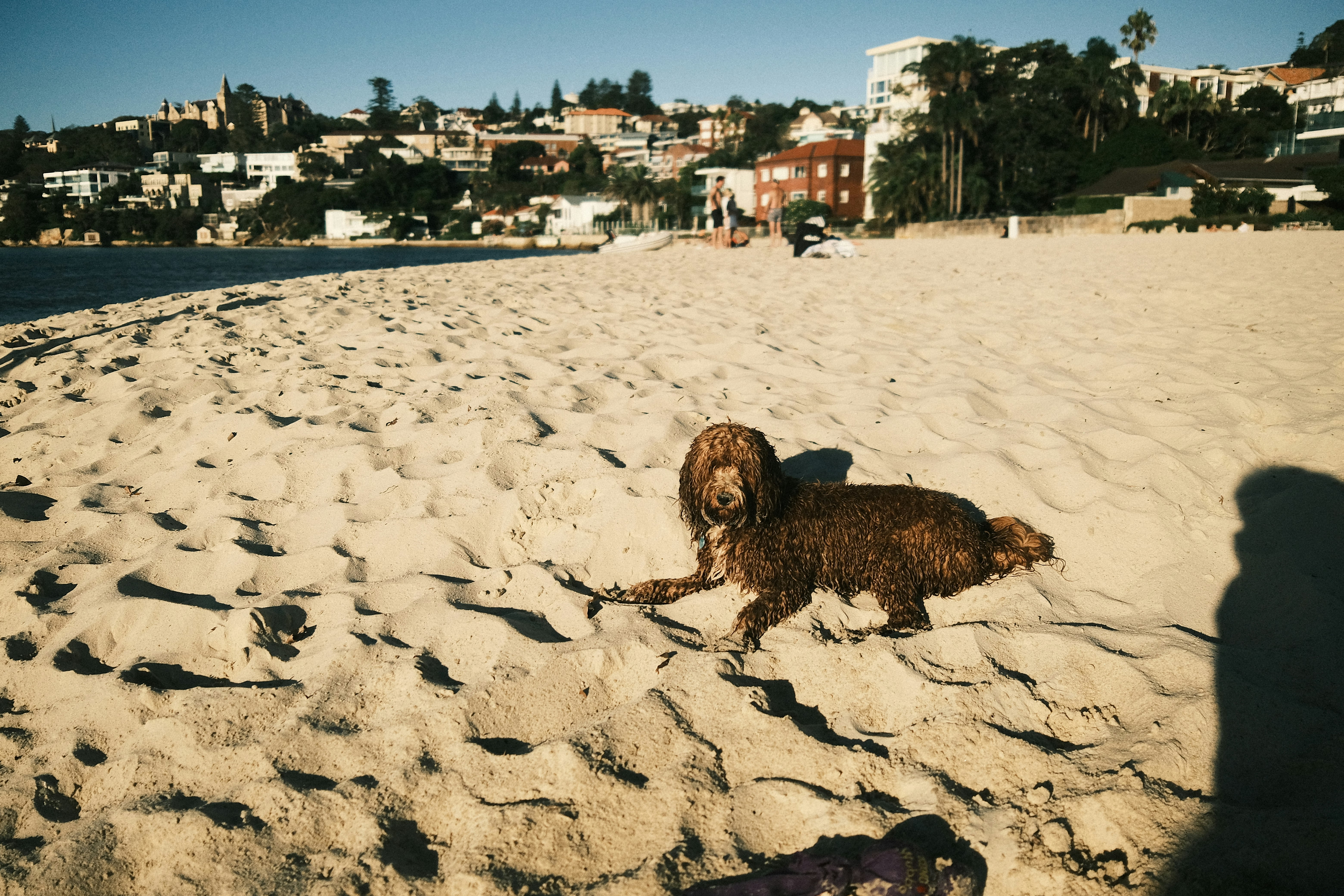 brown long coated small dog on white sand during daytime