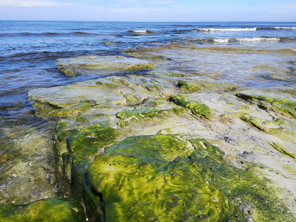 green moss on gray rock near sea during daytime