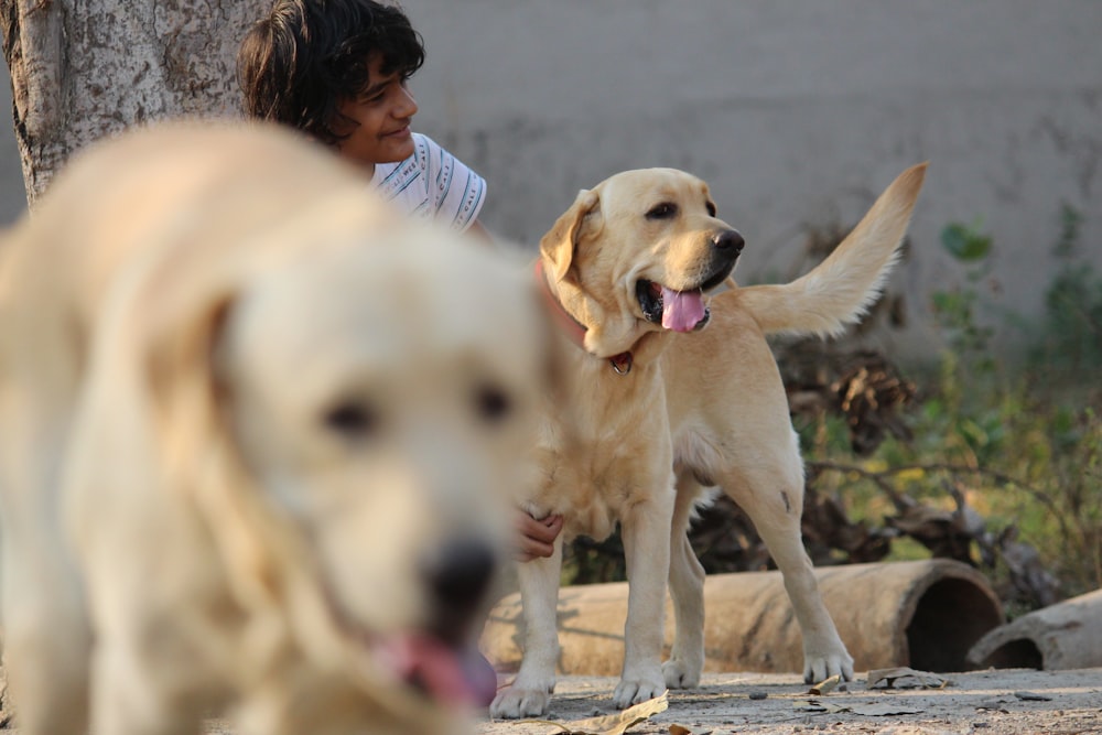 woman in blue shirt sitting beside yellow labrador retriever