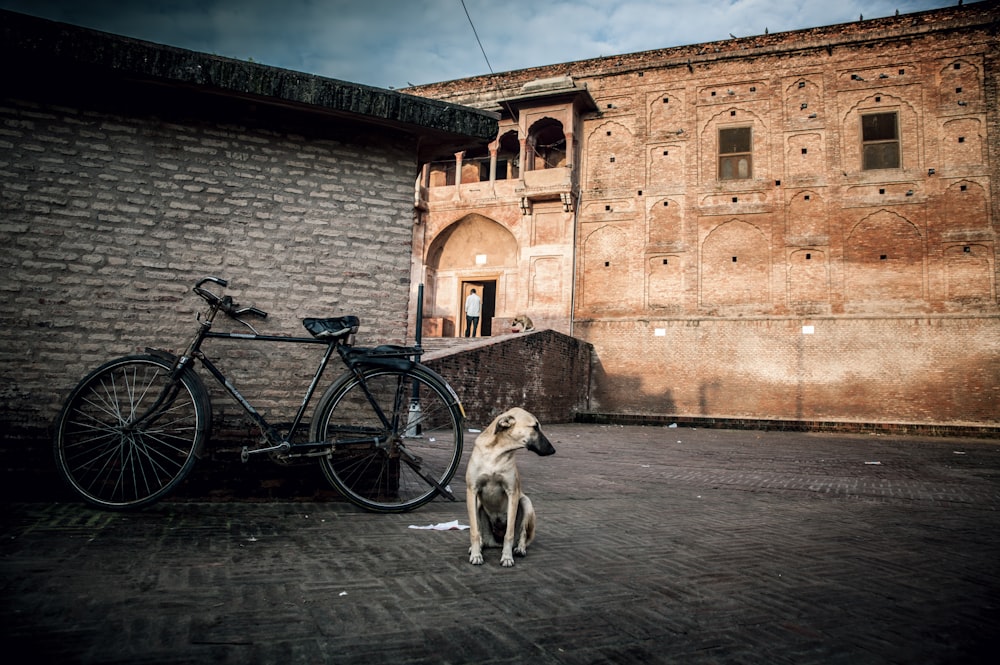 cão branco de pelagem curta na bicicleta preta