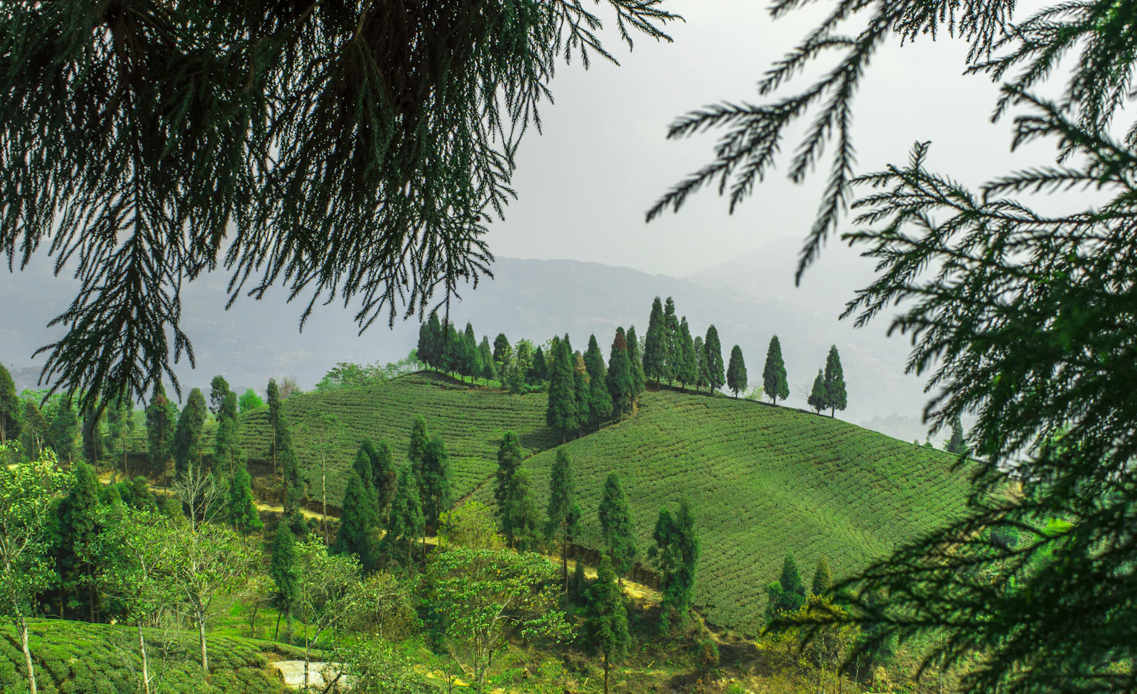 A rounded hill of tea bushes crowned by tall conifers in a Mirik tea garden, Darjeeling hills, framed by fir branches