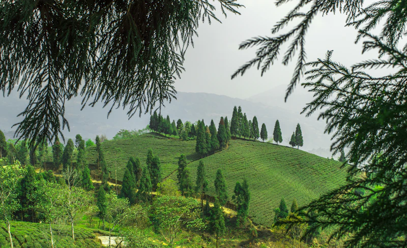 Best Places to Buy Souvenirs in Mirik (Skip the Tourist Junk)