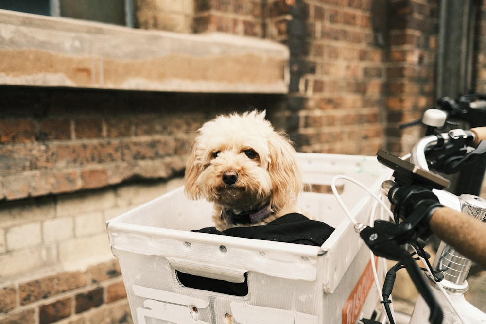 白いプラスチックの木枠に入った白いロングコーティングされた小型犬