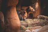 Two brown bears are standing in a rocky cave-like setting. The bears appear to be surrounded by a warm, earthy environment with hay scattered on the ground. The lighting creates a dramatic effect as it highlights the texture and color of the bears' fur and the rocky surfaces around them.