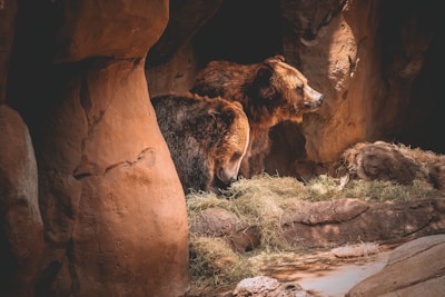 Two brown bears are standing in a rocky cave-like setting. The bears appear to be surrounded by a warm, earthy environment with hay scattered on the ground. The lighting creates a dramatic effect as it highlights the texture and color of the bears' fur and the rocky surfaces around them.