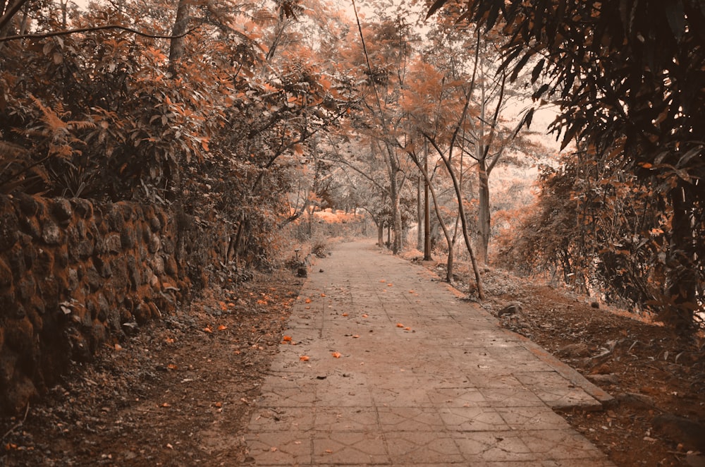 brown concrete pathway between brown trees during daytime