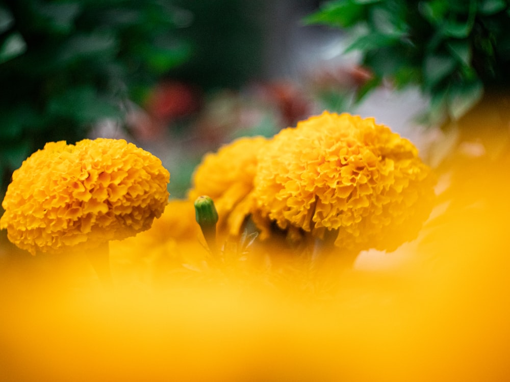 yellow flower in tilt shift lens