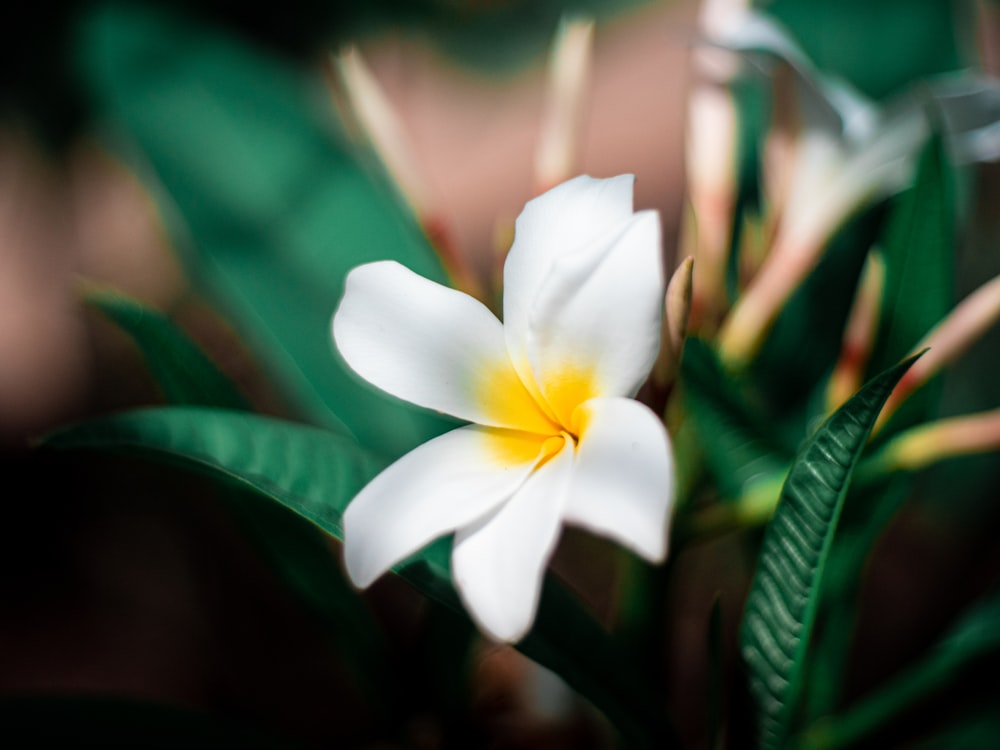 flor branca com folhas verdes