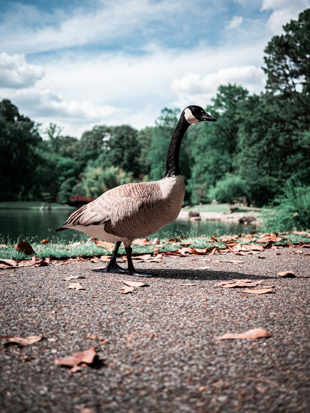 white and black duck walking on brown dirt near body of water during daytime