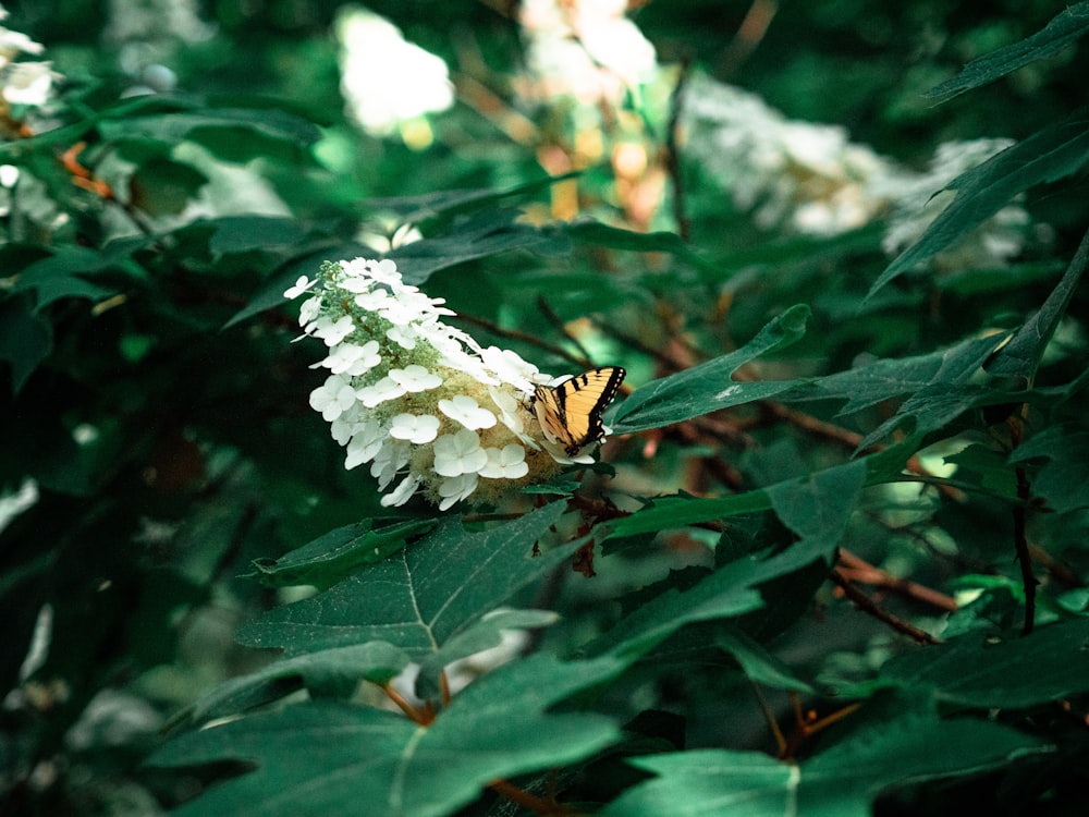 brown and black butterfly on white flower