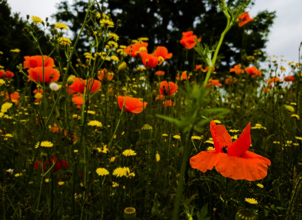 red flowers with green leaves