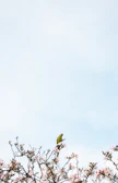 A colorful bird perched on a blooming branch against a clear blue sky.