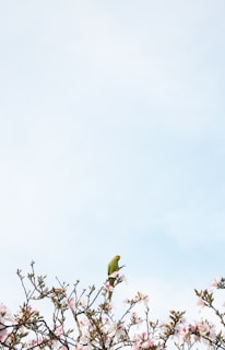 A cheerful parakeet perched on a blooming branch with soft sunlight filtering through green leaves.