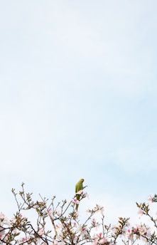 A cheerful parakeet perched on a blooming branch with soft sunlight filtering through green leaves.