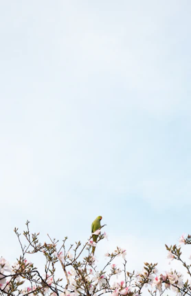 A colorful bird perched on a blooming branch against a clear blue sky.