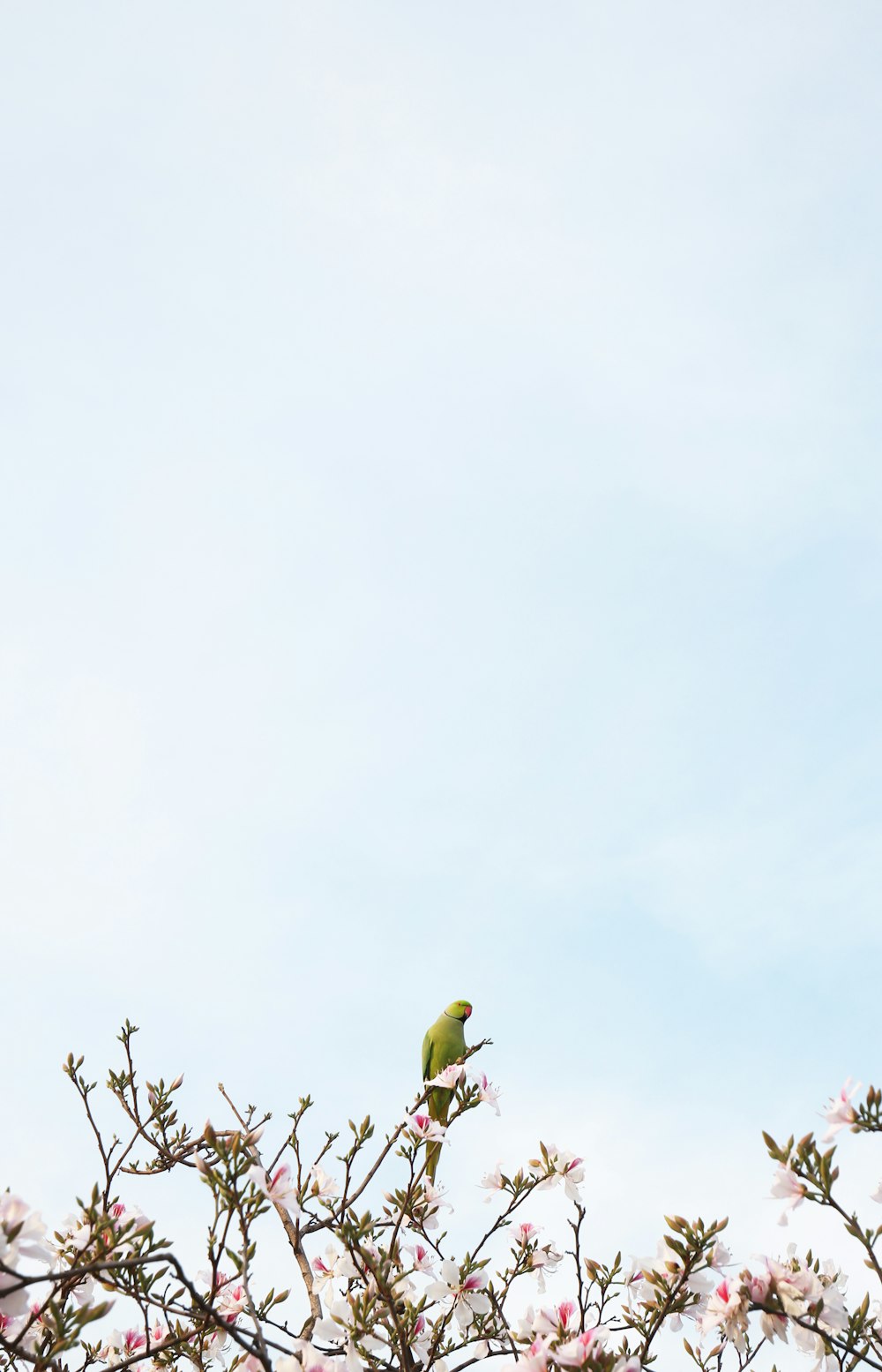 green bird on brown tree branch during daytime