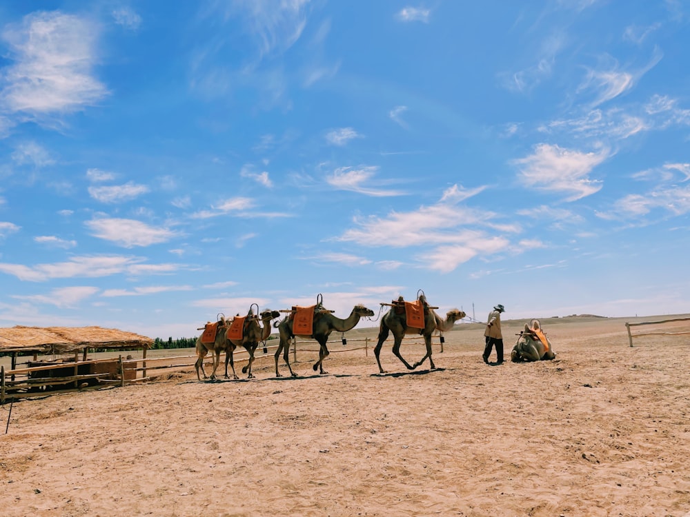 people riding camels on brown sand during daytime