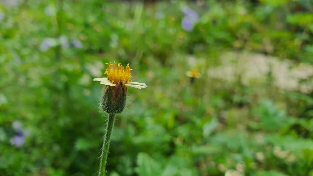 yellow flower in tilt shift lens