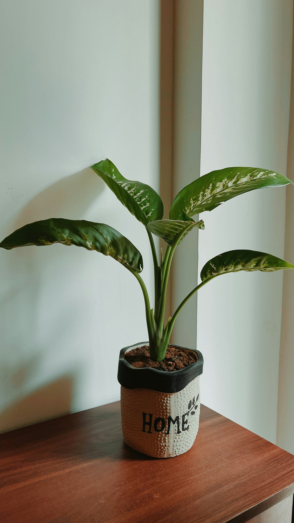 green plant on brown clay pot