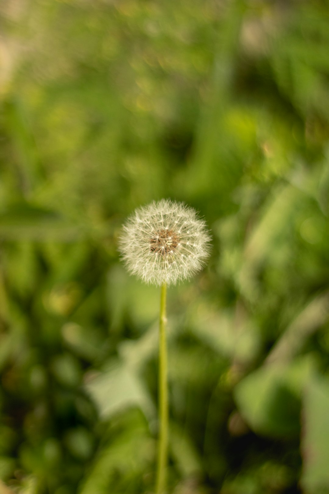 white dandelion in close up photography