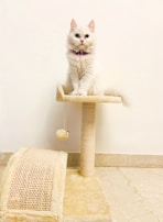 white cat on cat tree