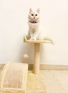 white cat on cat tree