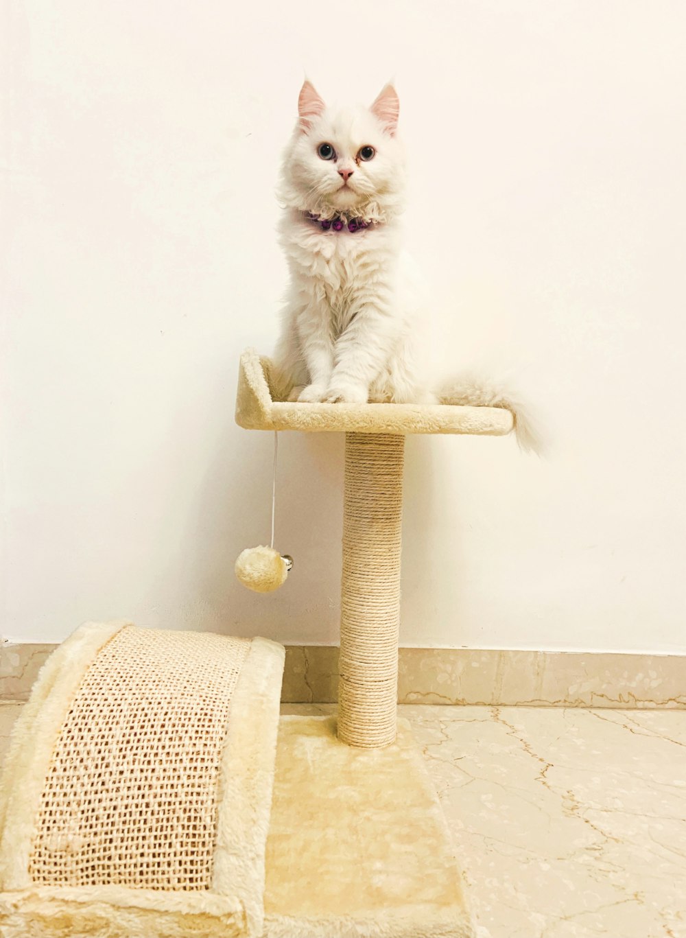 white cat on cat tree