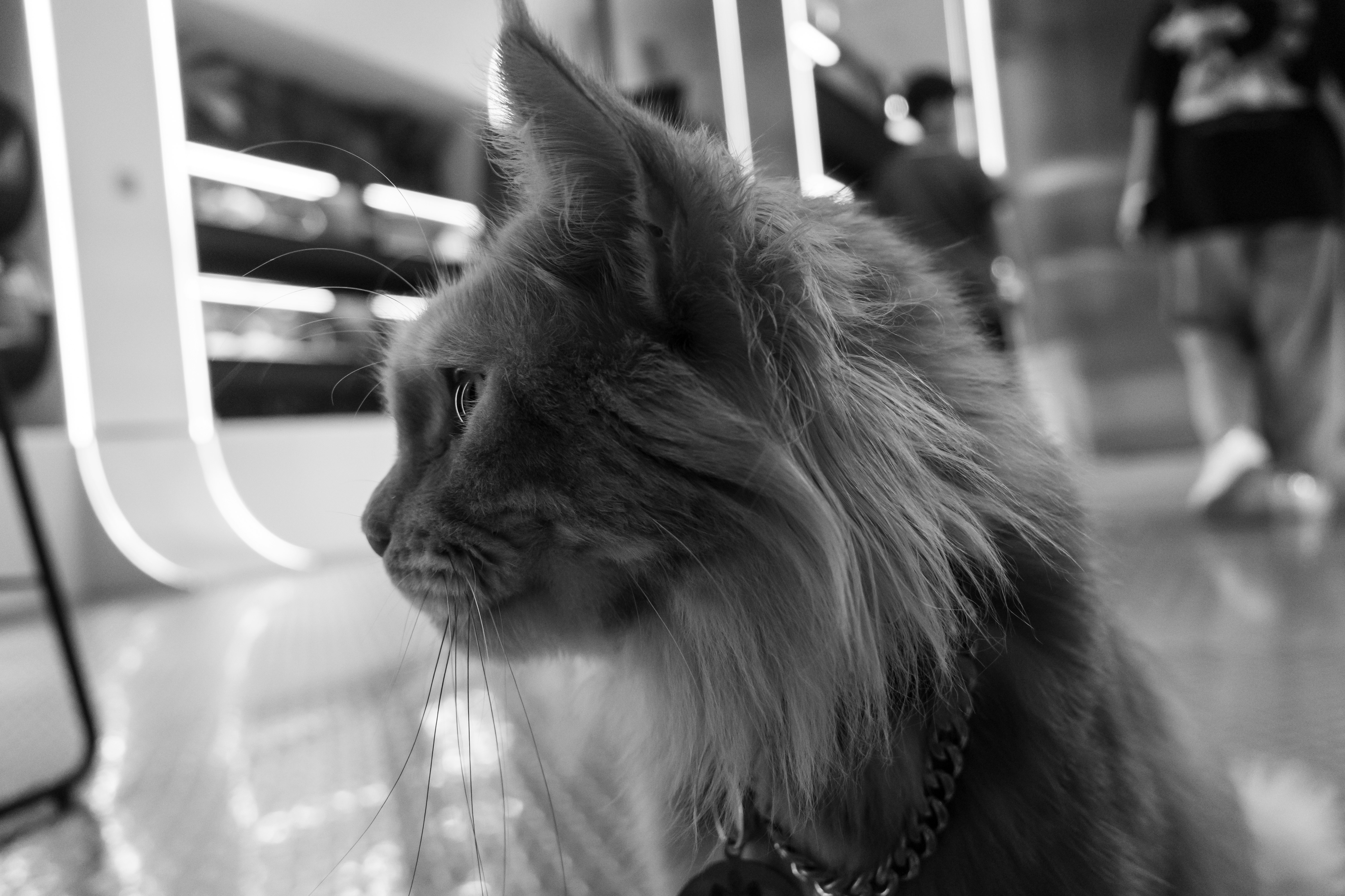 grayscale photo of long fur cat