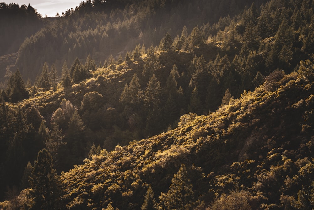 árvores verdes e marrons na montanha durante o dia