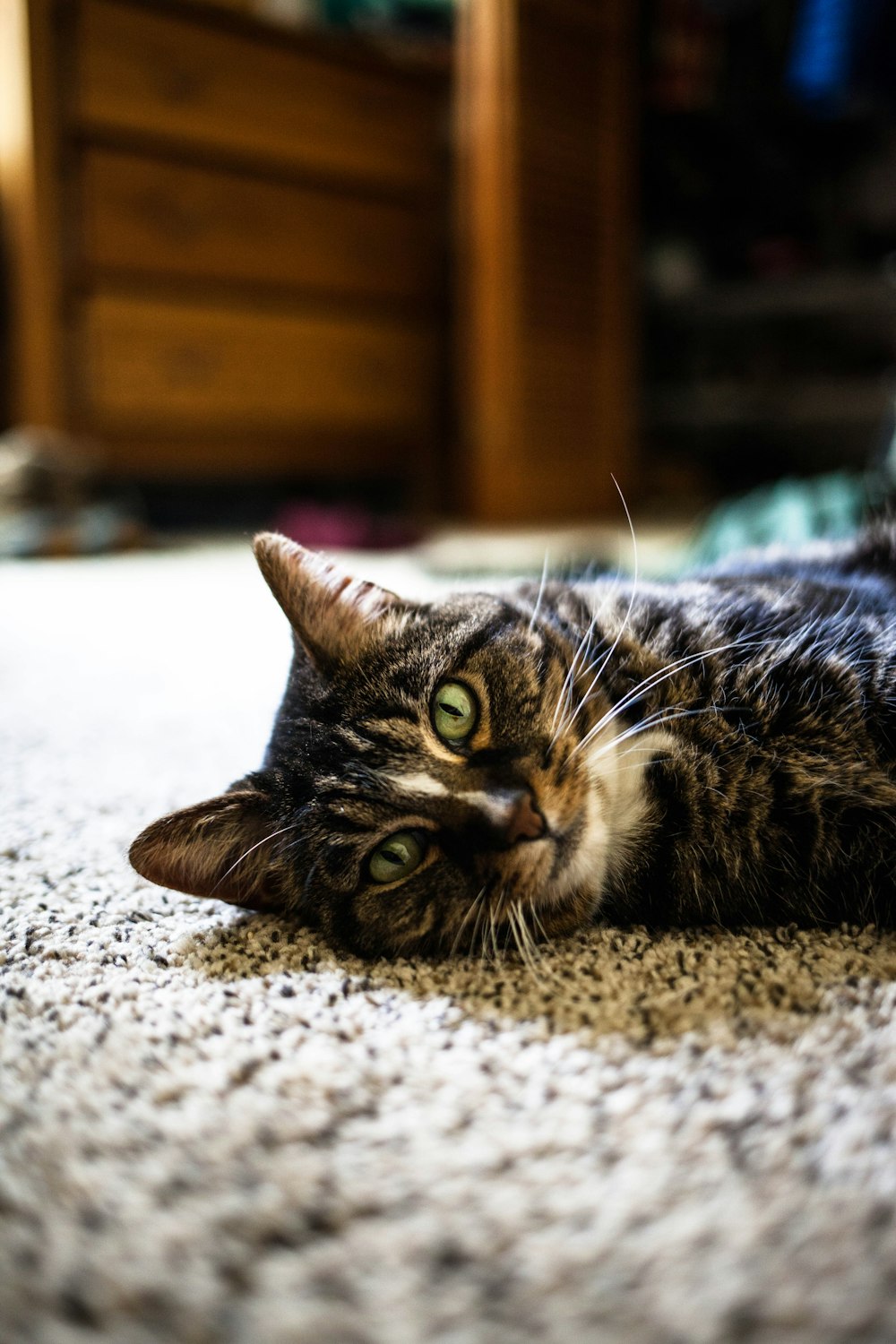 brown tabby cat lying on white textile