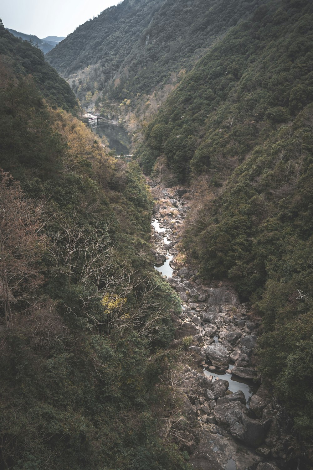 river between green trees during daytime