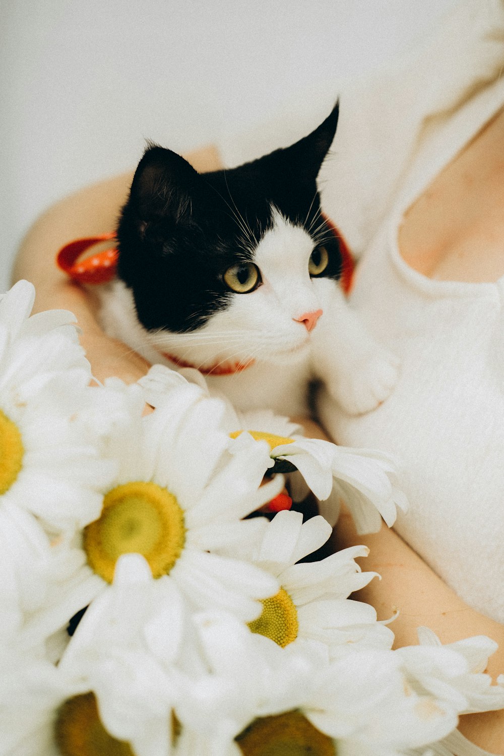 白と黄色のデイジーの花にタキシード猫