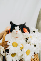 A playful kitten dressed in a tiny, vibrant shirt sitting inside a woven basket with flowers.