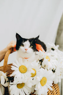 A playful kitten dressed in a tiny, vibrant shirt sitting inside a woven basket with flowers.