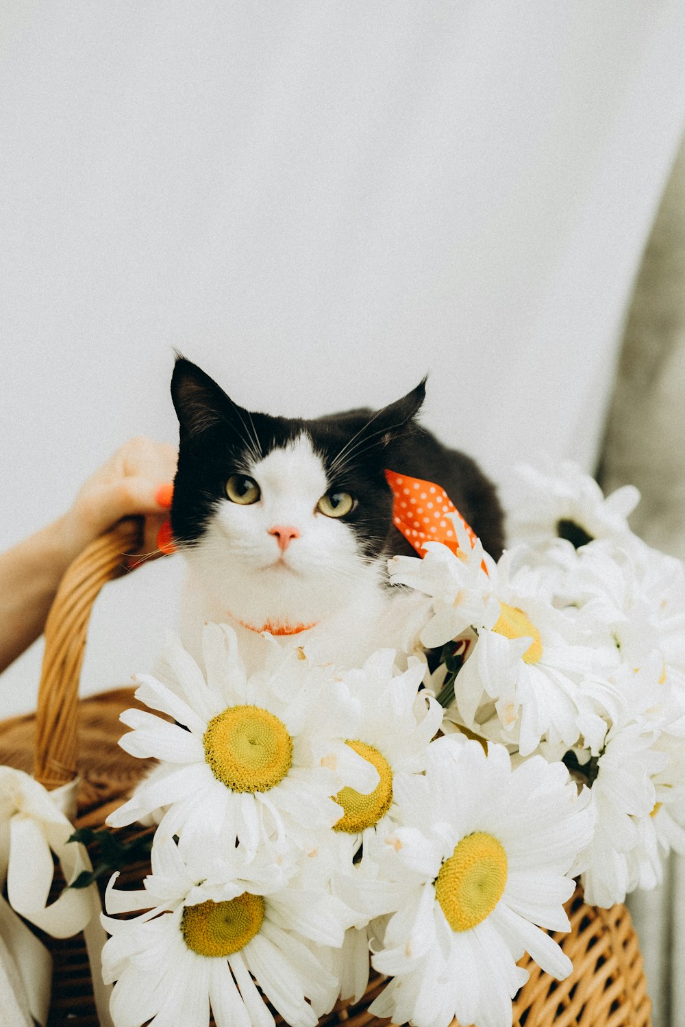 black and white tuxedo cat on white and yellow flowers