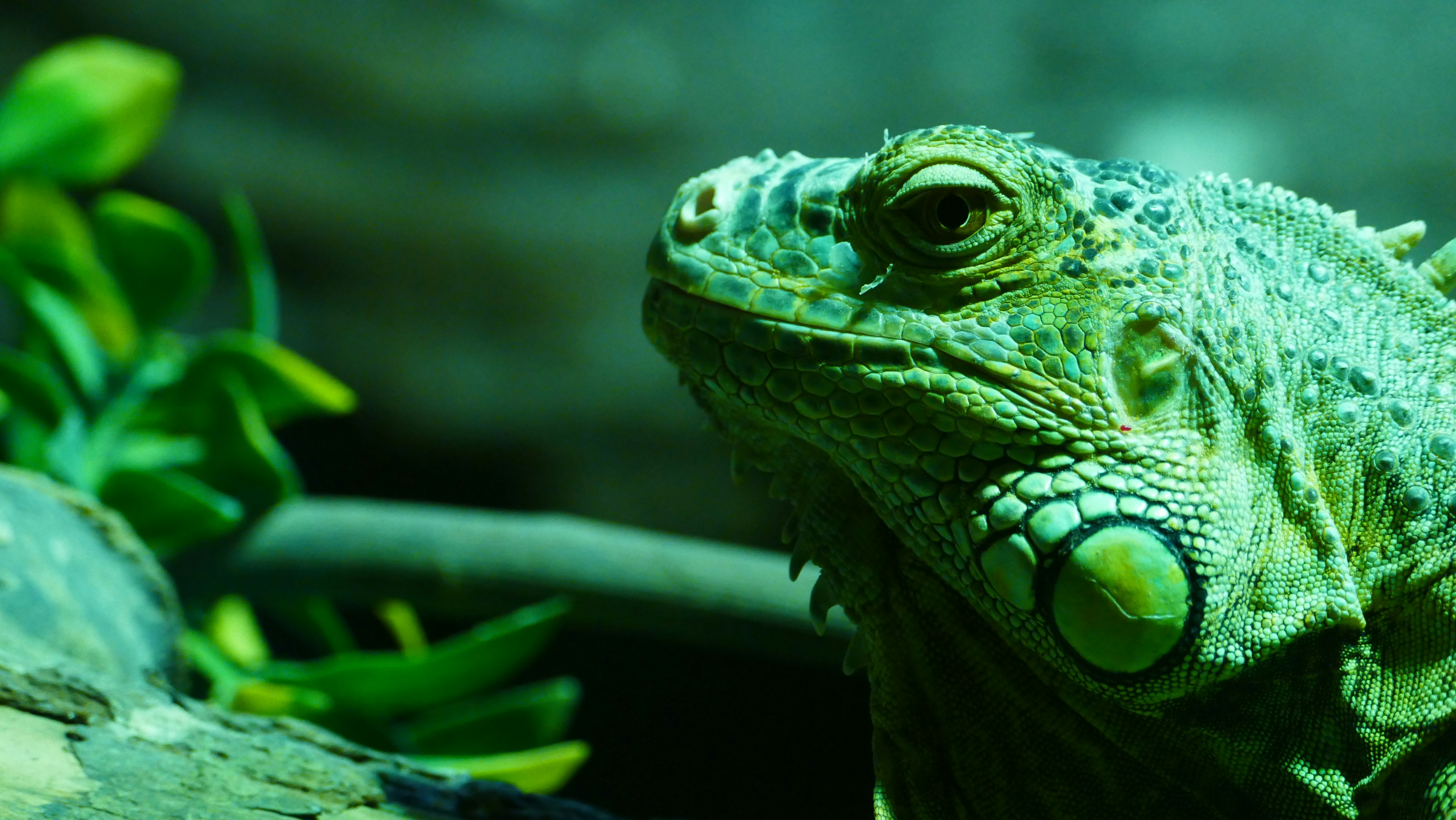 Reptile heat lamp setup