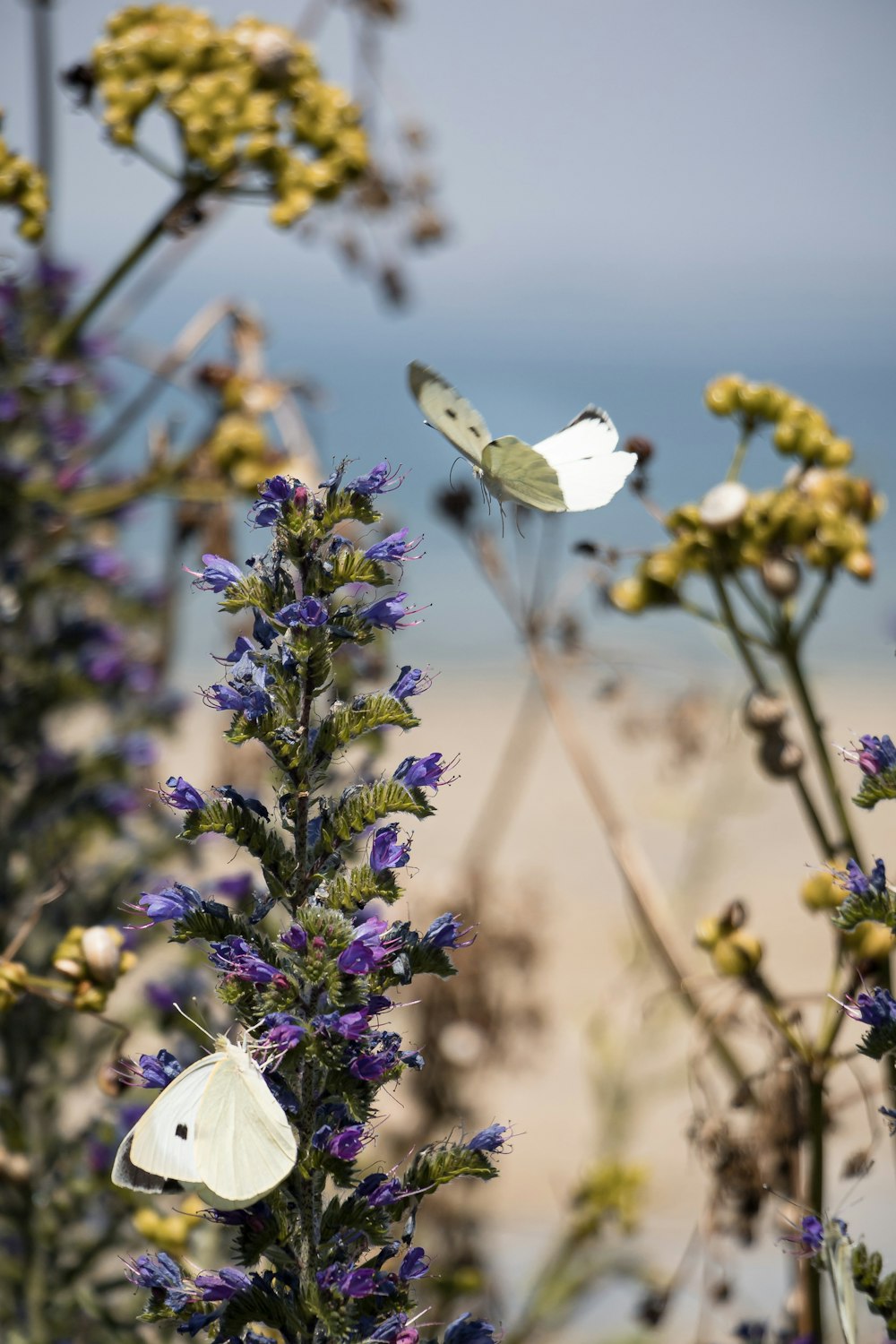 white butterfly perched on purple flower during daytime