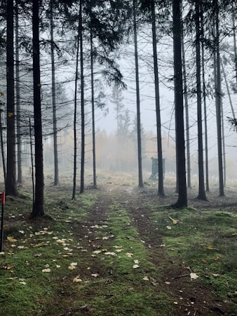 A misty forest scene with tall, slender trees lining a narrow, worn path. The ground is covered in green moss and scattered autumn leaves. In the distance, fog creates an ethereal atmosphere, partially obscuring a small structure.