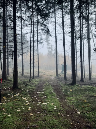A misty forest scene with tall, slender trees lining a narrow, worn path. The ground is covered in green moss and scattered autumn leaves. In the distance, fog creates an ethereal atmosphere, partially obscuring a small structure.