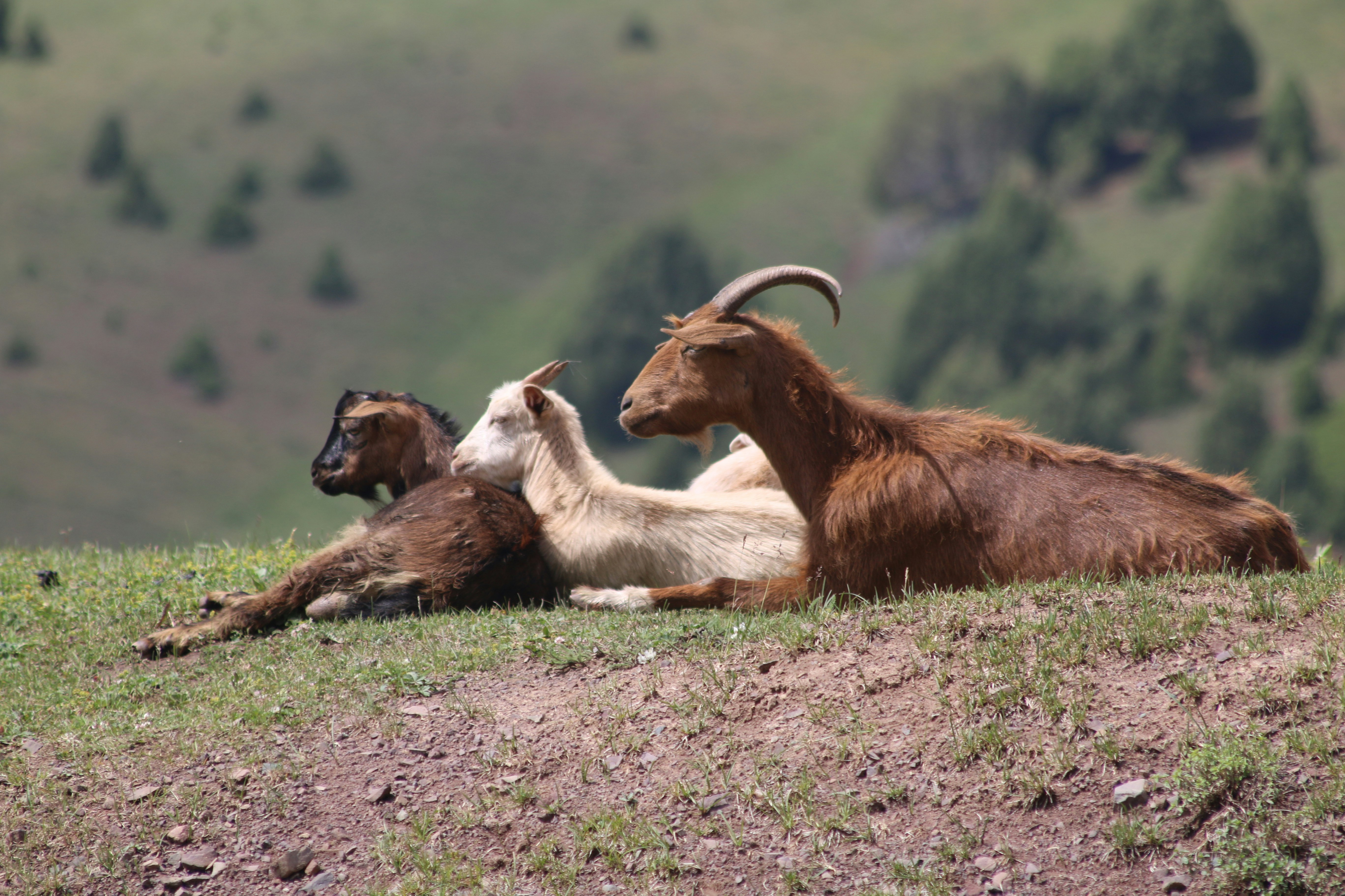 Chèvres brunes et blanches sur le sol pendant la journée