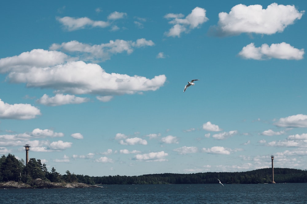 white bird flying over the sea during daytime