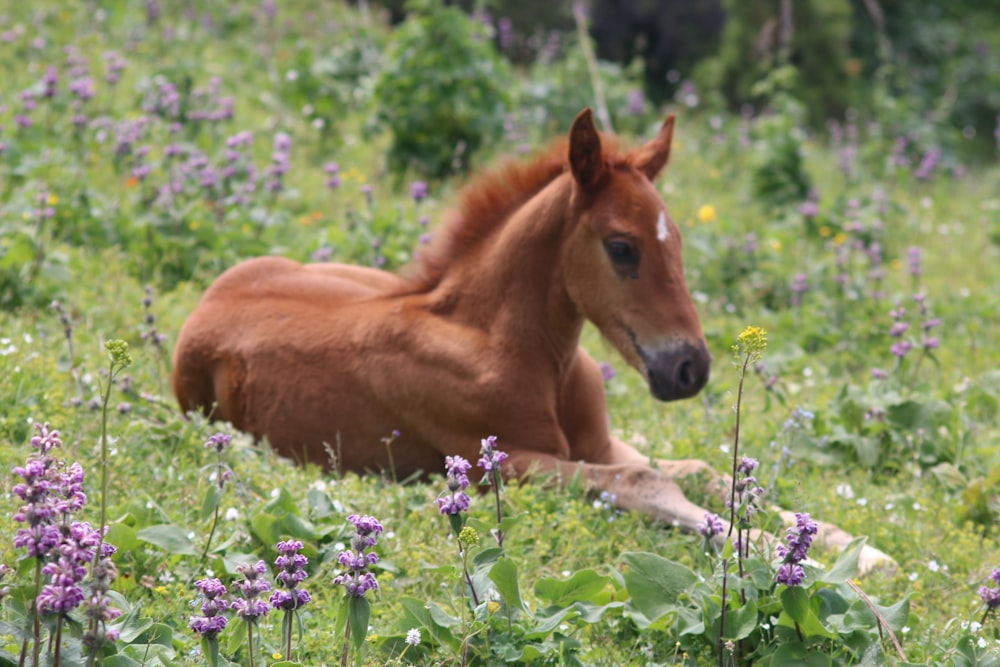 brown horse on green grass field during daytime