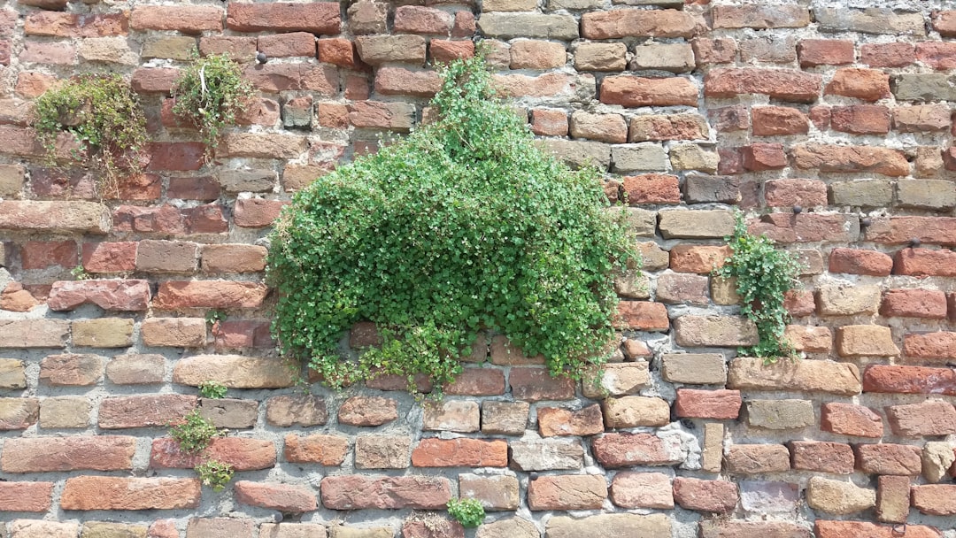 green plant on brown brick wall