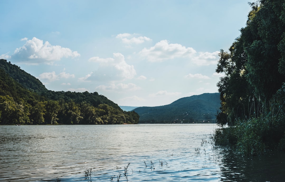 green trees near body of water during daytime